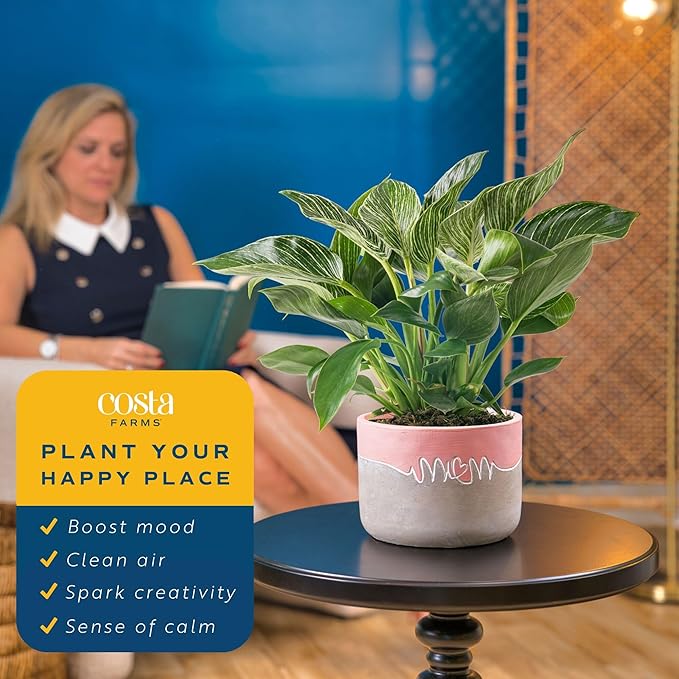 Costa Farms Live Indoor Philodendron Birkin Plant, Live Houseplant in Decor Planter, Trending Tropicals Collection, Great Mother's Day Gift, Tropical Décor, 12-Inches Tall