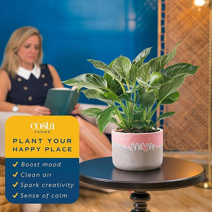 Costa Farms Live Indoor Philodendron Birkin Plant, Live Houseplant in Decor Planter, Trending Tropicals Collection, Great Mother's Day Gift, Tropical Décor, 12-Inches Tall