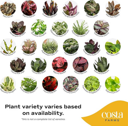 Costa Farms Live Plants (Pack of 20), Easy to Grow Live Indoor Houseplants in 2.5-Inch Plant Pots, Hand-Selected Varieties, Home and Room Decor