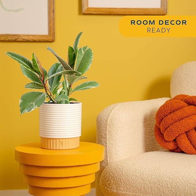 Costa Farms Ficus Tineke Live Plant in Decorative Pot, Indoor Houseplant, Perfect for Home, Room, or Office Decor, Great House Warming or Birthday Gift, 12-18 Inches Tall