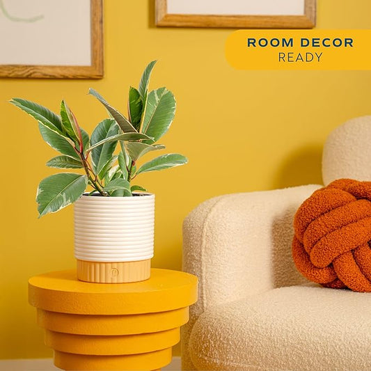 Costa Farms Ficus Tineke Live Plant in Decorative Pot, Indoor Houseplant, Perfect for Home, Room, or Office Decor, Great House Warming or Birthday Gift, 12-18 Inches Tall