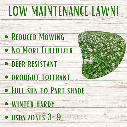 Flawn Seed White Dutch Clover Seeds, 2 Lbs, Organic Coated, Natural Lawn, Ground Cover, Food Plot, Zones 3-9, Covers up to 7,200 Sqft