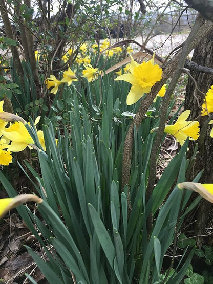 Dutch Master Daffodils (25 Bulbs) - Yellow Daffodil Narcissus Bulbs