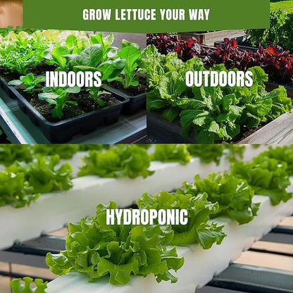 Fall & Winter Southern Giant Curled Mustard Seeds for Indoor & Outdoor Planting – 500+ Non-GMO Heirloom Spicy Green High Germination (Brassica juncea)