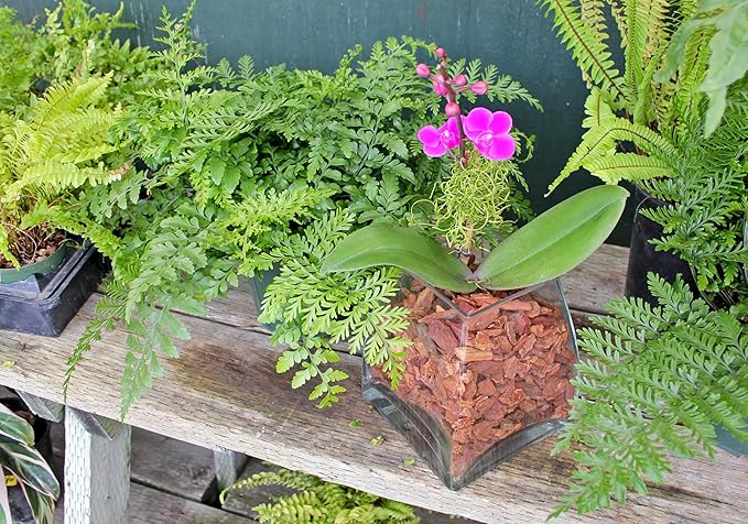 SuperMoss (23112) Orchid Potting Bark, 100% Natural Douglas Fir Bark, 3/4", 2 Cu. Ft.