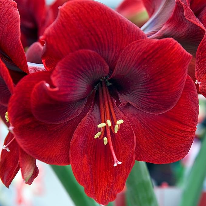 Easy to Grow Amaryllis Ferrari Red - 1 Planted Flower Bulb in a Ceramic Silver Square Gift, Blooms Indoors for Holidays in 4 to 8 Weeks