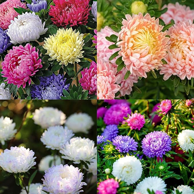 1000pcs Mixed Color Chrysanthemum Seeds for Planting, Non-GMO Tanacetum Chrysanthemum Morifolium Perennial Wildflower Seeds, Heirloom Rare Garden Flowers in Outdoors Indoors
