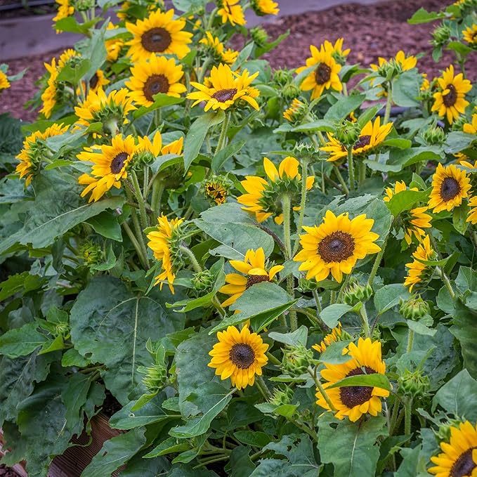 Burpee 'Sunray Yellow Hybrid' Sunflower Seeds for Planting - 500mg Non-GMO Seed Packet - Dwarf Plants, Hybrid, Annual Flower, Pollinator Friendly Garden, Direct Sow (Sunflower, Sunray Yellow Hybrid)