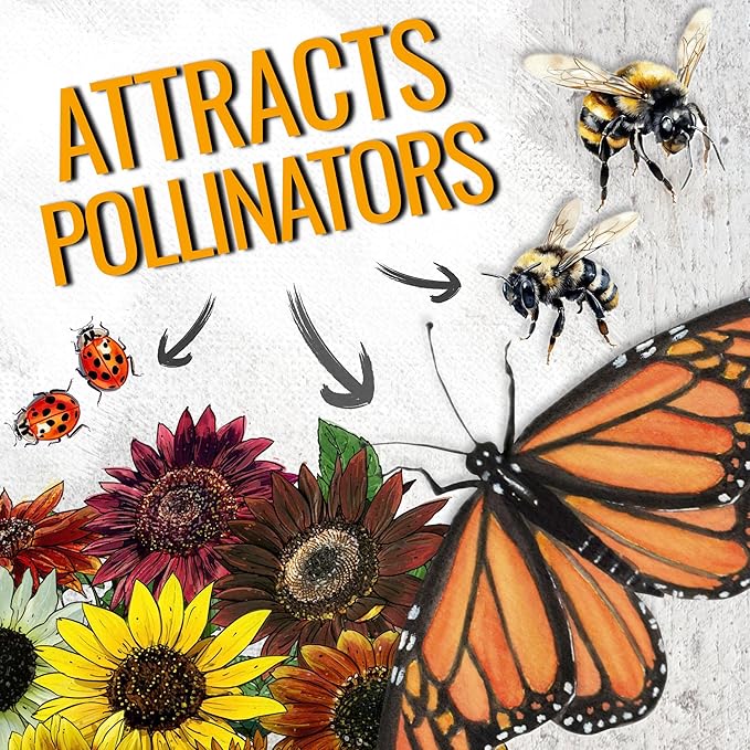 Seed Needs Sunflower Seeds for Planting The Original Crazy Blend | 1 Ounce 15+ Heirloom Varieties Open Pollinated & Untreated | Resealable Bulk Package Multicolored Blooms Flower Seeds