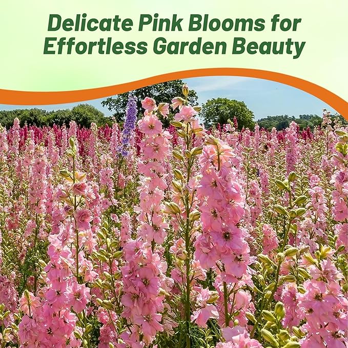 Outsidepride Delphinium Rose Larkspur Seeds for Planting Outdoors - 1000 Pcs Annual, Self-Seeding, Heat & Drought Tolerant Wildflower Seeds, Colorful Blooms for Flower Arrangement & Pollinator Garden