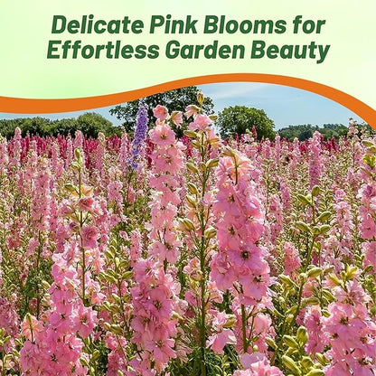 Outsidepride Delphinium Rose Larkspur Seeds for Planting Outdoors - 2000 Pcs Annual, Self-Seeding, Heat & Drought Tolerant Wildflower Seeds, Colorful Blooms for Flower Arrangement & Pollinator Garden