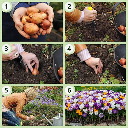 Dutch Bulbs Giant Crocus Bulb Mix, 100 Exclusive Flower Bulbs, Mix of 5 Varieties from Holland, Real Hardy and Perennial Crocus tubers/Flowers (no Seeds) for Garden, pots and Balcony