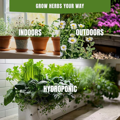 Fall & Winter Anise Seeds for Indoor & Outdoor Planting – 200+ Aromatic Non-GMO Heirloom USA-Grown Herb for Tea, Baking & Cooking with High Germination (Pimpinella anisum)