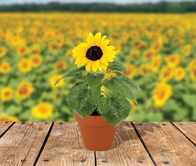 BUZZY Sunflower Seeds & Genuine Terracotta 7cm Pot Bulk Pack (10 Count), Includes 10 Each pots, Soil pellets, Seed Packs - Great for Favors, Crafts, School Projects, Starter Kits - Guaranteed to Grow