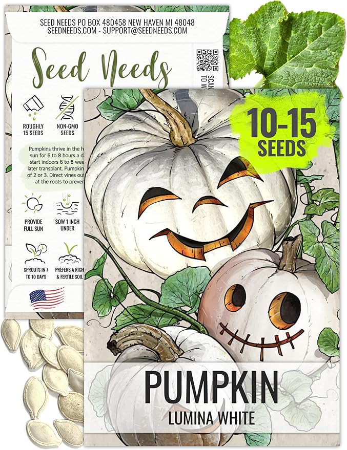 Seed Needs, Lumina Pumpkin Seeds - 15 Heirloom Seeds for Planting Cucurbita Maxima - White Fruits Perfect for Carving Alongside Jack O Lantern - Non-GMO & Untreated (1 Pack)