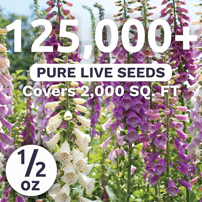 Foxglove Mixed Colors - Large 1/2 Ounce Packet - 125,000 Flower Seeds for Planting - Digitalis purpurea