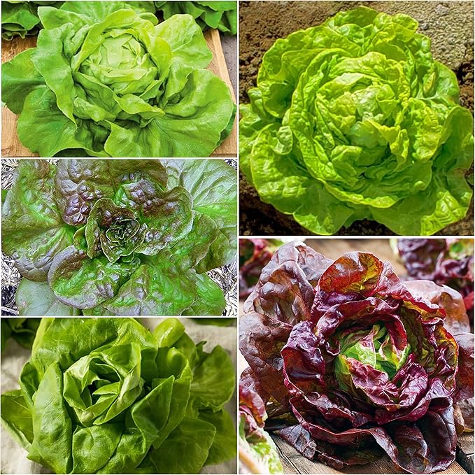 Seed Needs, Butterhead Lettuce Seeds for Planting (5 Lettuce Variety Pack/Seed Collection) Heirloom, Non-GMO & Untreated - Great for Hydroponics