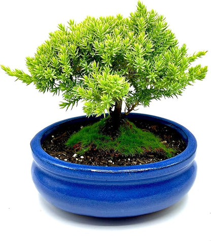 Live Dwarf Juniper Bonsai Tree Small | Indoor/Outdoor | 100% Handcrafted| Home and Office Décor | Best Gift for Holiday