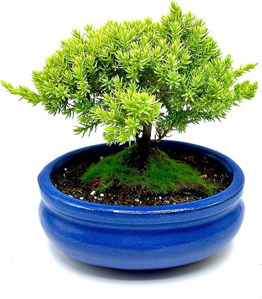 Live Dwarf Juniper Bonsai Tree Small | Indoor/Outdoor | 100% Handcrafted| Home and Office Décor | Best Gift for Holiday