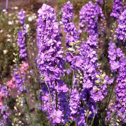 Outsidepride Delphinium Lilac Larkspur Seeds for Planting Outdoors - 2000 Pcs Annual, Self-Seeding, Heat & Drought Tolerant Wildflower Seed, Colorful Blooms for Flower Arrangement & Pollinator Garden