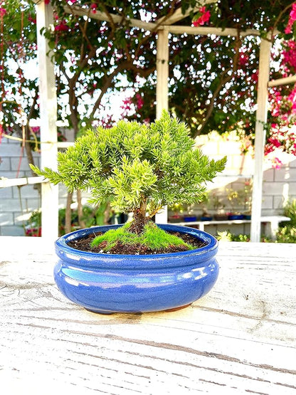 Live Dwarf Juniper Bonsai Tree Small | Indoor/Outdoor | 100% Handcrafted| Home and Office Décor | Best Gift for Holiday