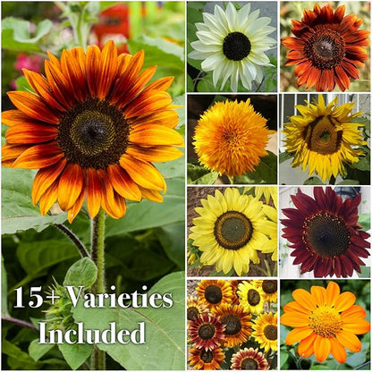 Seed Needs Sunflower Seeds for Planting The Original Crazy Blend | 1 Ounce 15+ Heirloom Varieties Open Pollinated & Untreated | Resealable Bulk Package Multicolored Blooms Flower Seeds