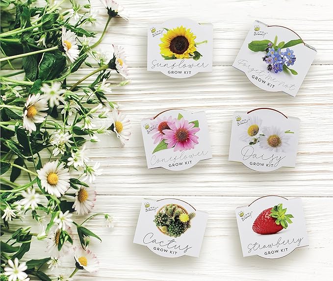 BUZZY Seeds Terracotta Mini Grow Pots 6-Pack – Indoor Gardening Seed Starter Kit with Herbs & Flowers – DIY Grow Your Own Plants Kit for Beginners