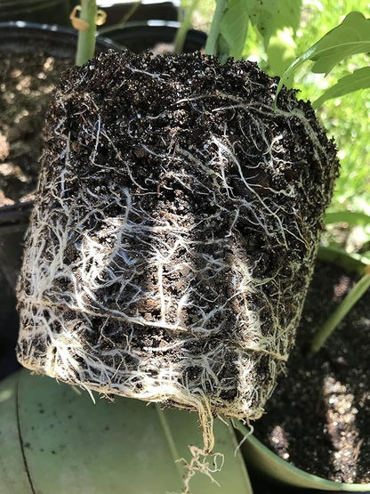 Easy Compost Tea for Plants by GreenEden - InoBoost Ultimate - No Brewing Needed - Increase Flowering & Yields - Soluble Bacteria for Soil or Hydroponics - 4oz. Makes 25 Gallons