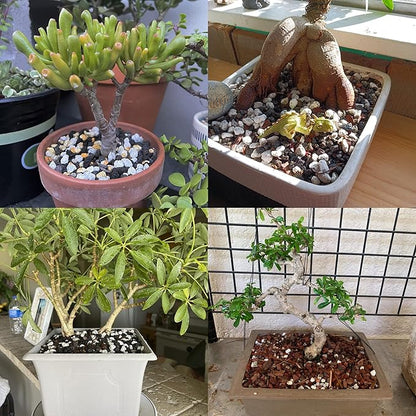 Horticultural Pumice for Plants Professional Sifted (8QT, 1/2 inch)