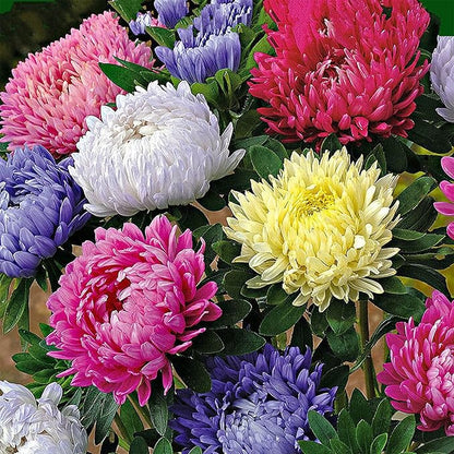 1000pcs Mixed Color Chrysanthemum Seeds for Planting, Non-GMO Tanacetum Chrysanthemum Morifolium Perennial Wildflower Seeds, Heirloom Rare Garden Flowers in Outdoors Indoors