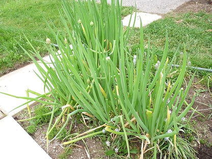 Seeds Welsh Onion Piero Green (Allium fistulosum) Vegetable for Planting Giant Non GMO 300 Seeds