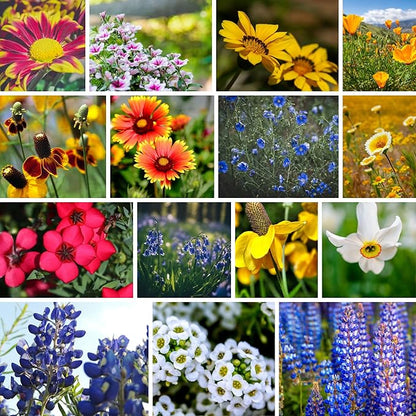 Wildflower Seeds Bulk, Southwestern Wildflower Seed Mix, 1 Lb 640,000+ Seeds, Annual & Perennial Flower, with Southwest Native Wildflowers, Flower Seed Bulk, Desert Wildflowers Mix