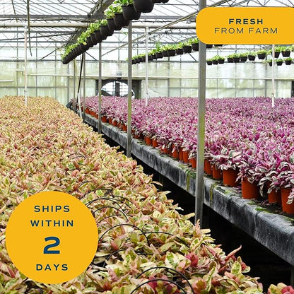 Costa Farms Live Plants (Pack of 20), Easy to Grow Live Indoor Houseplants in 2.5-Inch Plant Pots, Hand-Selected Varieties, Home and Room Decor