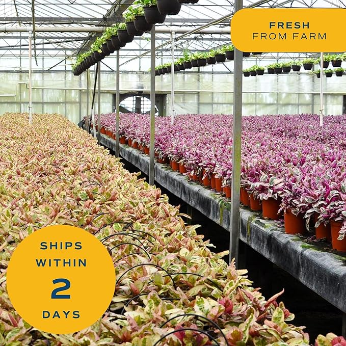 Costa Farms Ficus Tineke Live Plant in Decorative Pot, Indoor Houseplant, Perfect for Home, Room, or Office Decor, Great House Warming or Birthday Gift, 12-18 Inches Tall