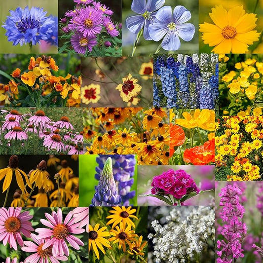 Midwestern Wildflower Seeds Bulk – 5 lb, 3 Million+ Seeds – Native Prairie Wildflower Mix for Midwest USA – Annual & Perennial Pollinator Flower Seed for Garden, Meadow & Landscaping