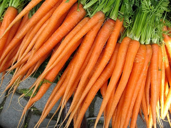 Gaea's Blessing Seeds - Carrot Seeds - Tendersweet - Non-GMO Seeds with Easy to Follow Planting Instructions - Heirloom Net Wt. 1.5g Germination Rate 91%