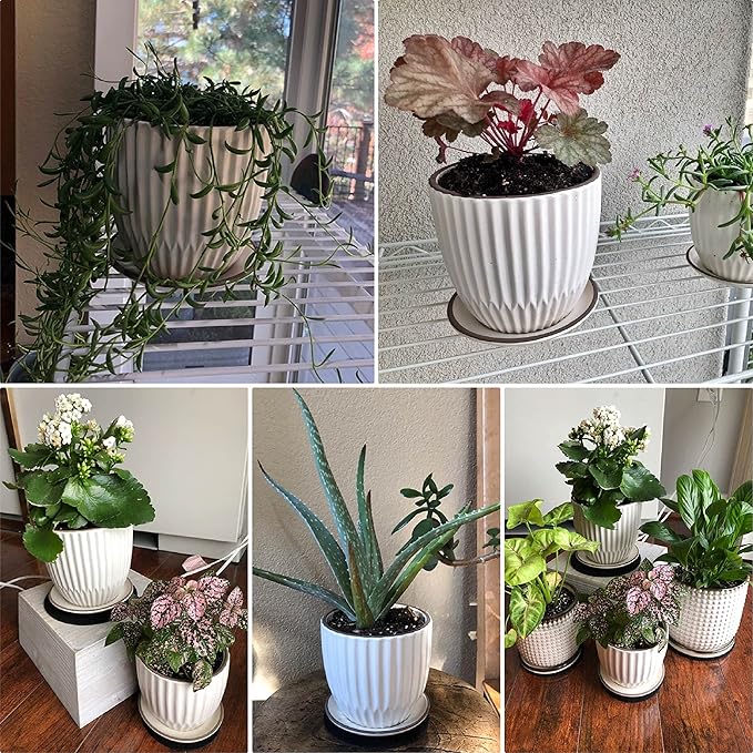 D'vine Dev Set of 2 Stoneware Planter Pots, Ceramic Pot with Drainage Hole and Saucers, 4.5 Inch 5.8 Inch, Ivory, 99-D-1