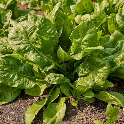 Burpee Space Hybrid Spinach Seeds - High-Yield, Disease-Resistant Variety