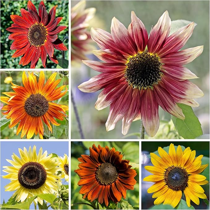 Seed Needs Sunflower Seeds for Planting The Original Crazy Blend | 1 Ounce 15+ Heirloom Varieties Open Pollinated & Untreated | Resealable Bulk Package Multicolored Blooms Flower Seeds