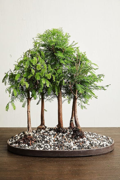 Bonsai Soil by The Bonsai Supply – 4qts. Professional Bonsai Soil Mix | Ready to use| Great for All Bonsai Tree Varieties.