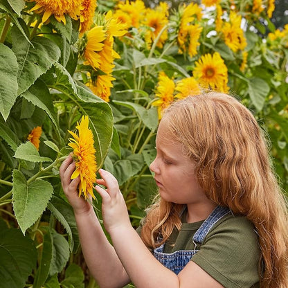 Burpee 'Teddy Bear' Sunflower Seeds for Planting- 1.5gm Non-GMO Seed Packet - Dwarf Sunflowers, Double Blooms, Annual, Container Garden Flower Seeds, Direct Sow (Sunflower, Teddy Bear)