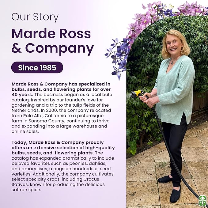 Teddy Bear - Fluffy, Dwarf Sunflower Seeds - 30 Seeds - Up to 40" Tall