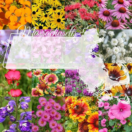 Massachusetts Bulk Perennial Wildflower Seed Mix 1lb Covers 2,000sq-ft - Attract Pollinators, Multi-Color Blooms - Northeast US Species Plant in Spring/Fall - Earth-Friendly Packaging (1 Pound)