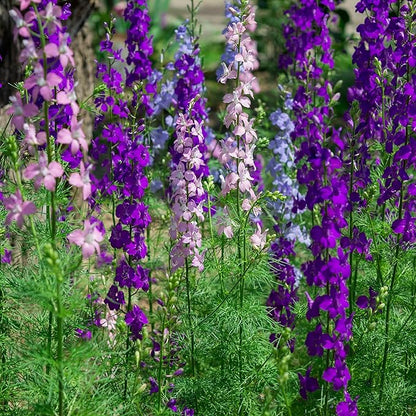 Outsidepride Mixed Rocket Larkspur Seeds for Planting Outdoors - 1 Lb. Annual, Self-Seeding, Heat & Drought Tolerant Wildflower Seeds for Cut Flower Arrangements & Pollinator Gardens