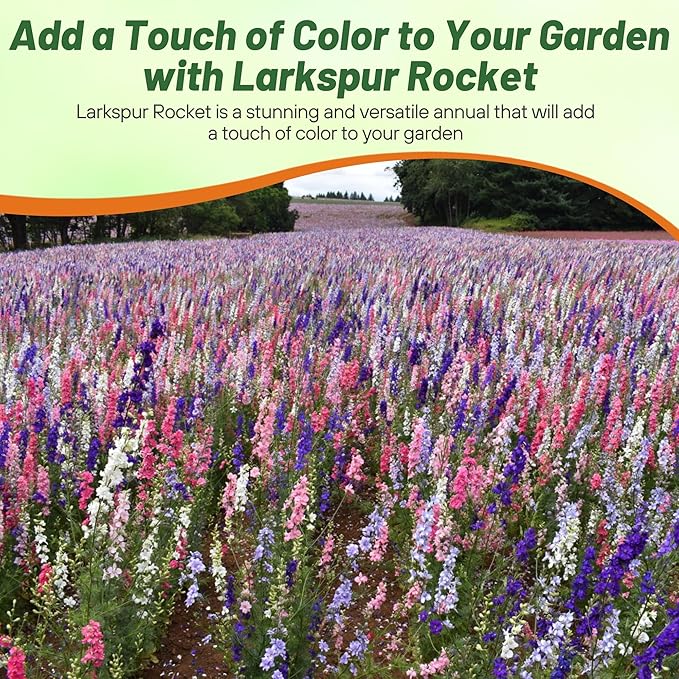 Outsidepride Mixed Rocket Larkspur Seeds for Planting Outdoors - 1/4 Lb. Annual, Self-Seeding, Heat & Drought Tolerant Wildflower Seeds for Cut Flower Arrangements & Pollinator Gardens