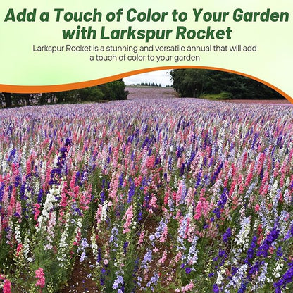 Outsidepride Mixed Rocket Larkspur Seeds for Planting Outdoors - 1/4 Lb. Annual, Self-Seeding, Heat & Drought Tolerant Wildflower Seeds for Cut Flower Arrangements & Pollinator Gardens