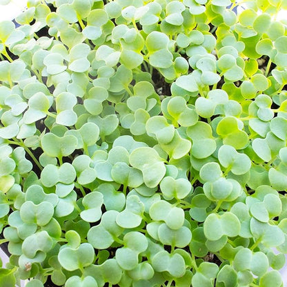 Green Mustard Microgreens Seeds - 5 Lb Bulk ~960,000 Seeds - Grow Non-GMO Micro Mustard Herb Greens - Premium Seed - High Germination Rate