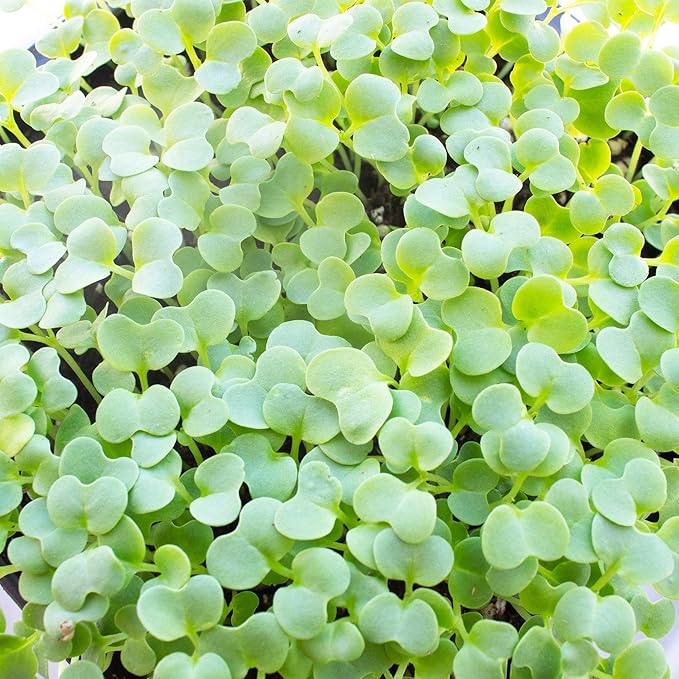 Green Mustard Microgreens Seeds - 4 Oz ~48,000 Seeds - Grow Non-GMO Micro Mustard Herb Greens - Premium Seed - High Germination Rate