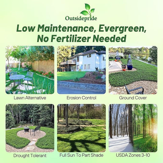 Outsidepride Perennial White MiniClover Seed - 1 lb. Dwarf, Small-Leaved, Drought & Wear-Tolerant Micro Clover Seeds for Lawn, Ideal Low-Maintenance & Easy to Grow Ground Cover Seeds for Home Yard