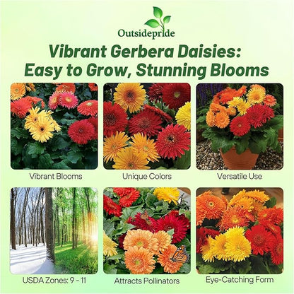 Outsidepride Autumn Colors Mix Gerbera Seeds - 10 Pcs Perennial, Compact & Low Maintenance, Flower Seeds for Planting w/Vibrant Mixed Blooms, Ideal for Garden Landscaping & Cut Flower Arrangements